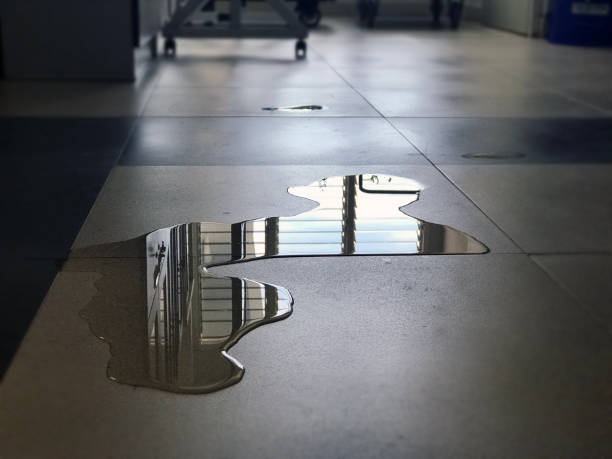 Best Professional water damage repair  in Cannon Falls, MN